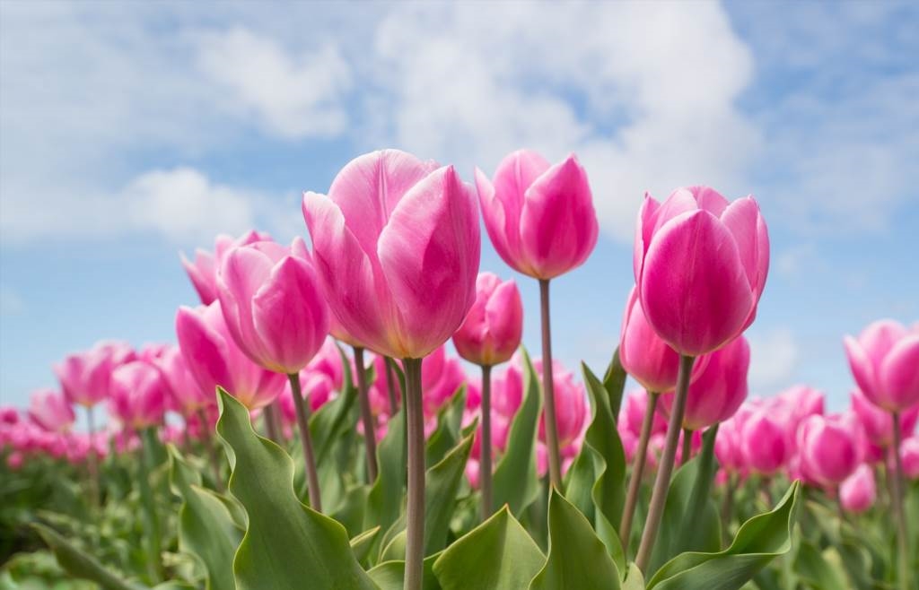 bukiet tulipanów w wazonie