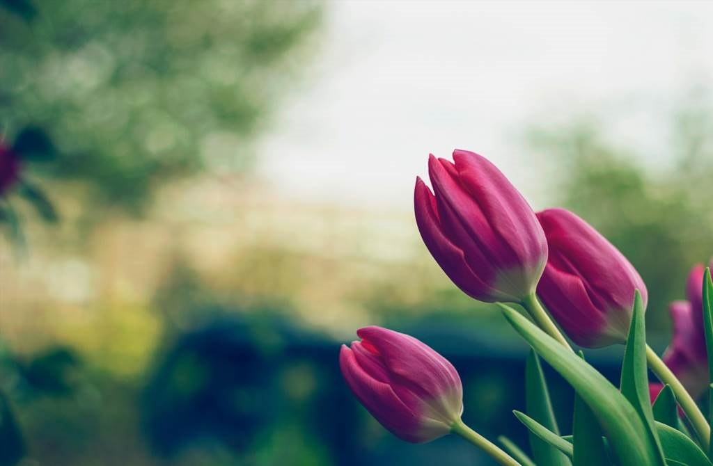 jak przyciąć tulipany do wazonu