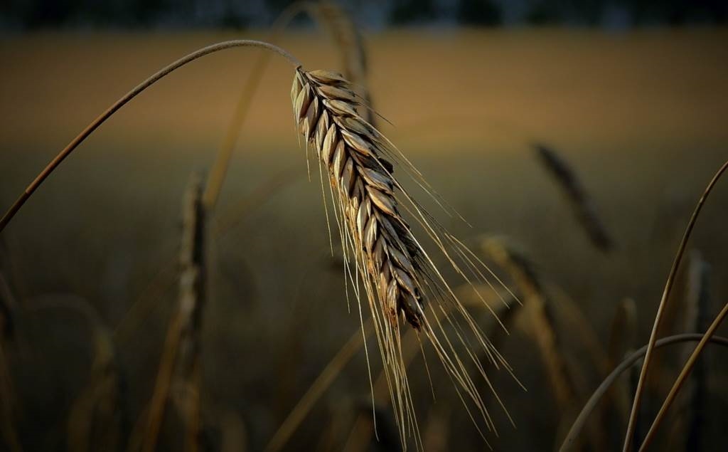 najwięksi producenci nawozów w polsce zdjęcia