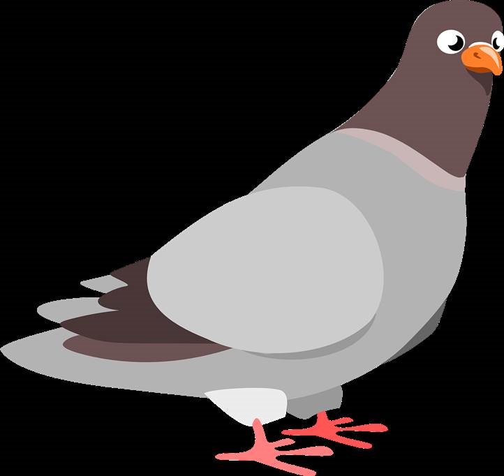 rasy gołębi wysokolotnych