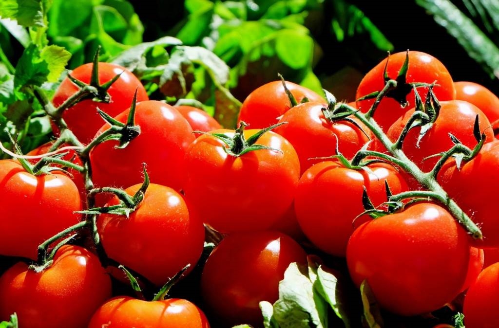 sznurek do podwiązywania pomidorów
