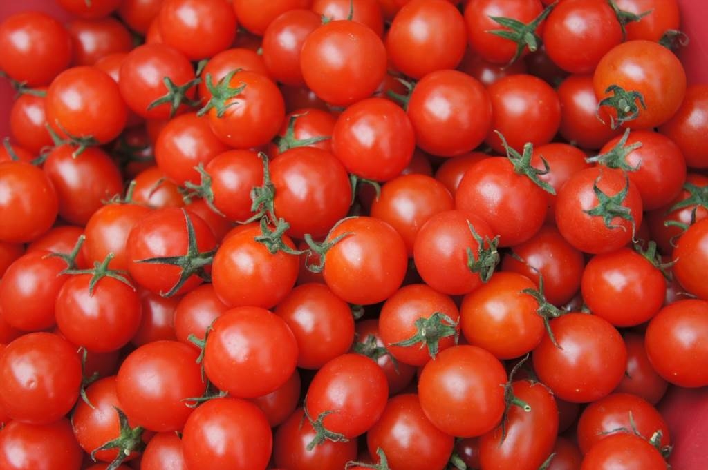 sznurek do pomidorów